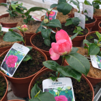 Kamélia japonská (Camellia Japonica) ´TRIUMPHANS´ - výška 20-40 cm, kont. C2L (-10°C)